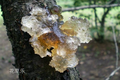 萝莉控的动漫中韩av免费在线观看，揭秘二次元世界的纯真魅力与深度探讨